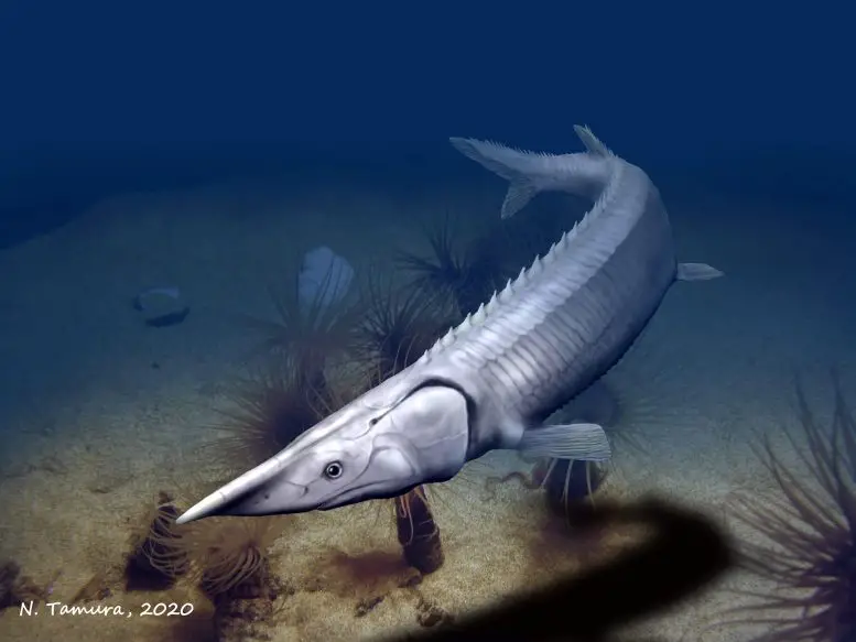 300 Million Year Old Fish