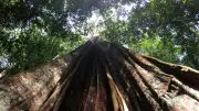 Amazon Drought Affects Larger Trees More Severely