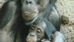 Bonobo Mother With an Infant
