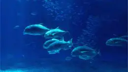 Deep Ocean Fish Sea Floor