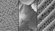 Scanning Electron Micrograph Butterfly Wing Scales