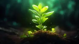 Small Plant Glowing