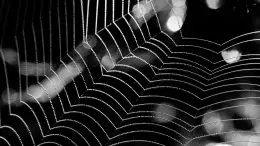 Spider Web Darkness